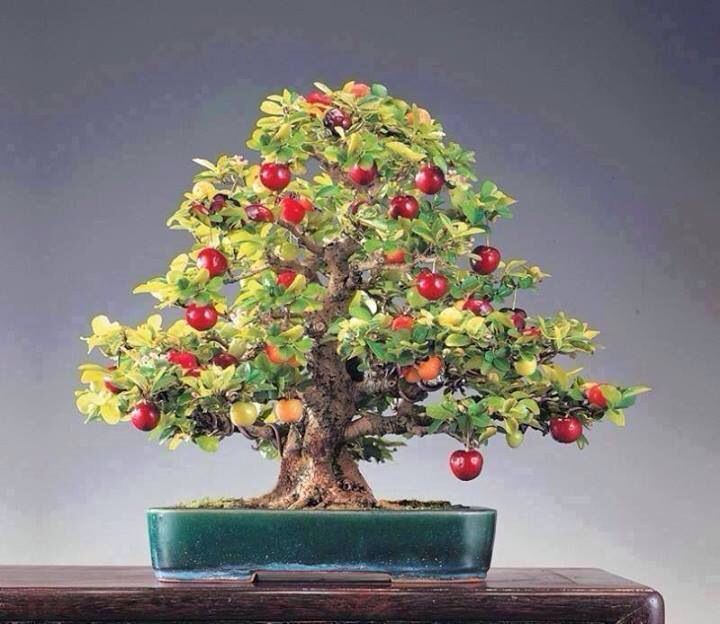 31 Things, Day 4: Bonsai  Rob Vitaro